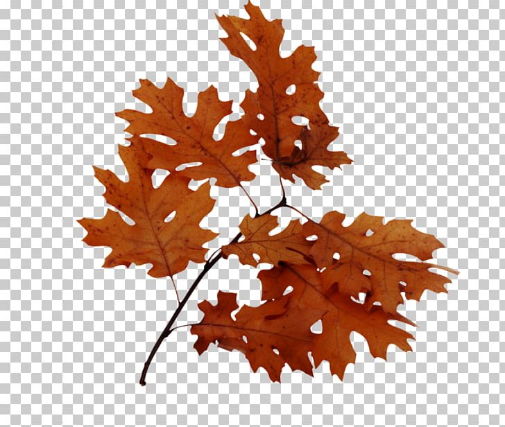 Bur Oak Leaf Northern Red Oak English Oak Acorn PNG, Clipart, Abscission, Acorn, Autumn, Autumn Leaf Color, Autumn Leaves Free PNG Download