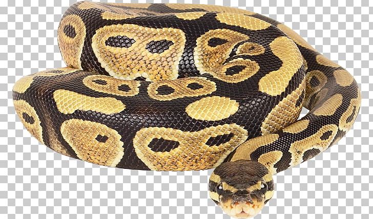 Snake Ball Python Reticulated Python African Rock Python PNG, Clipart, African Rock Python, Animals, Ball Python, Boa Constrictor, Boas Free PNG Download