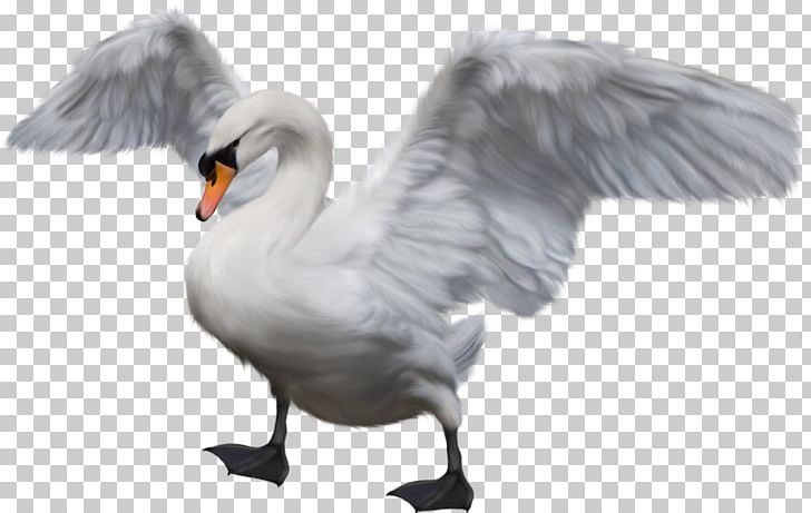 Cygnini Bird Duck Goose PNG, Clipart, Animal, Animals, Animals Goose, Beak, Bird Free PNG Download