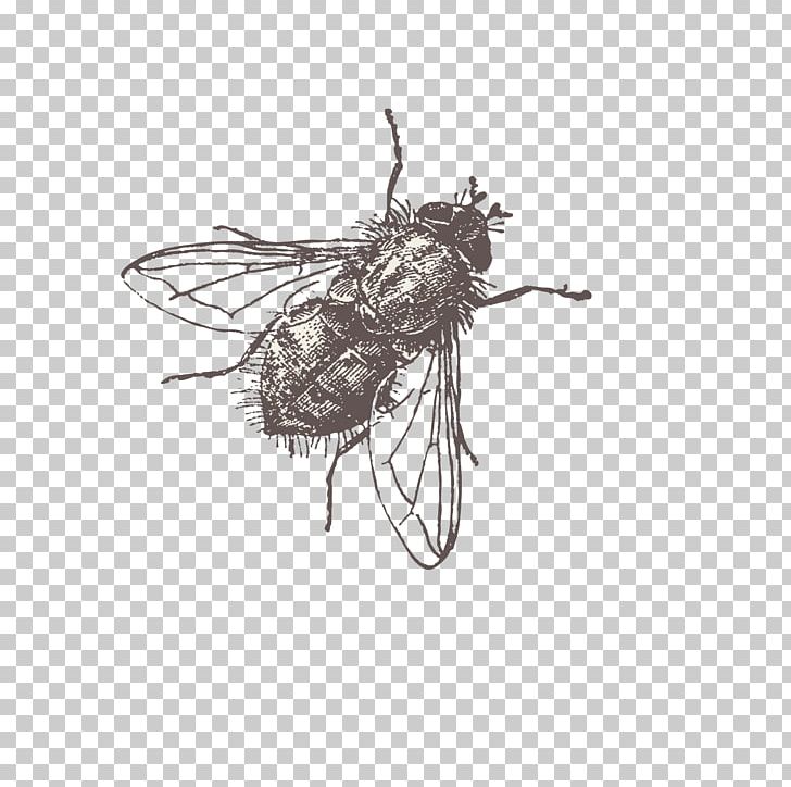 Fly PNG, Clipart, Animal, Arthropod, Bee, Black And White, Encapsulated Postscript Free PNG Download