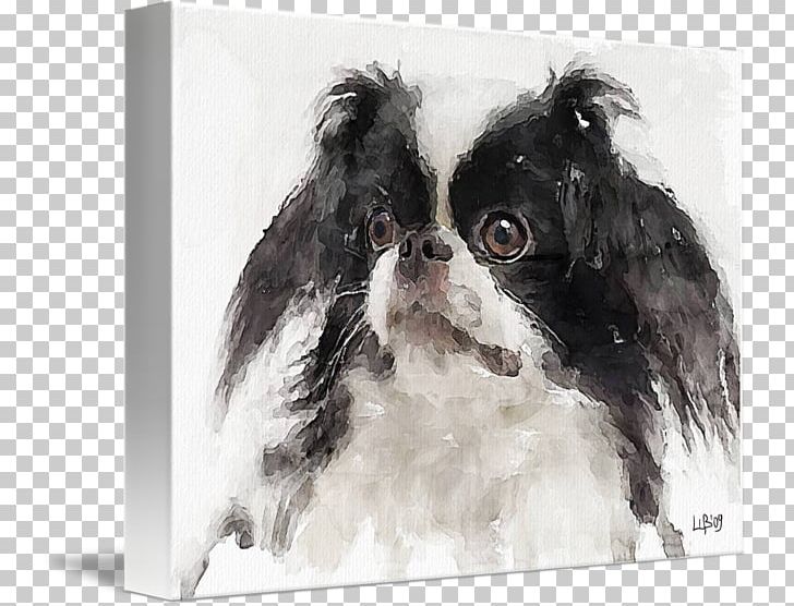 Japanese Chin Dog Breed Companion Dog Toy Dog Breed Group (dog) PNG, Clipart, Breed, Breed Group Dog, Carnivoran, Companion Dog, Dog Free PNG Download