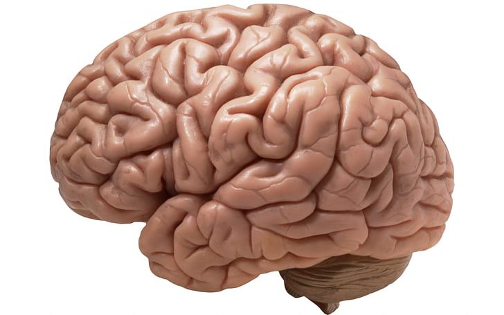 Human Brain Homo Sapiens Cerebral Cortex Ten Percent Of The Brain Myth PNG, Clipart, Brain, Cerebral Cortex, Homo Sapiens, Human Body, Human Brain Free PNG Download