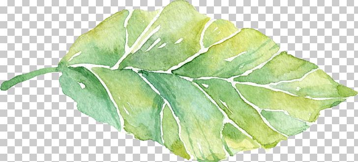 Leaf PNG, Clipart, Adobe Illustrator, Artworks, Background Green, Download, Fall Leaves Free PNG Download