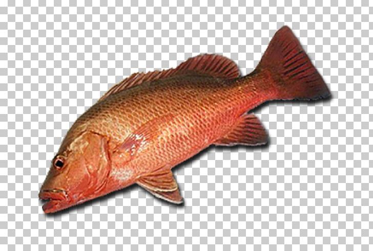 Northern Red Snapper Fish Products 09777 Tilapia Barramundi PNG, Clipart, 09777, Animal Source Foods, Barramundi, Fish, Fish Products Free PNG Download