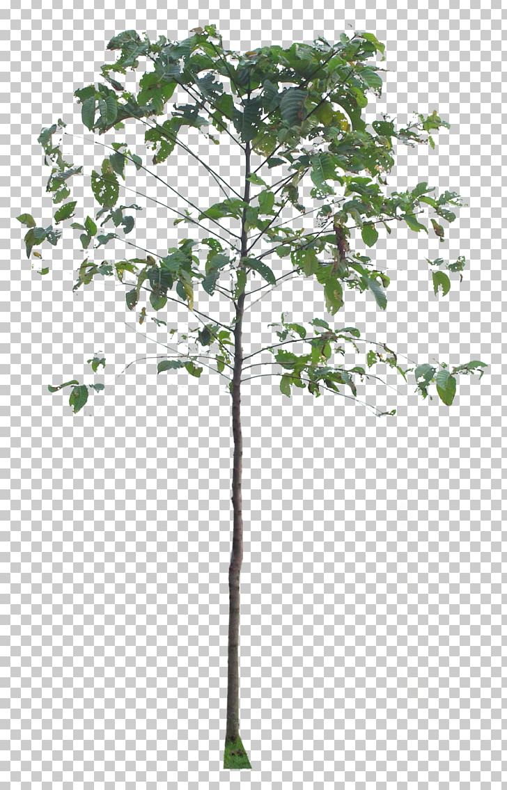 Twig Plant Stem Leaf PNG, Clipart, Branch, Deviantart, Landscape, Leaf, Nature Free PNG Download