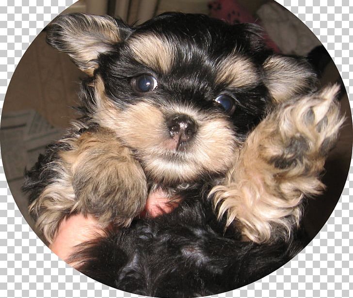 Yorkshire Terrier Morkie Shih Tzu Puppy Chinese Imperial Dog PNG, Clipart, Animals, Biewer Terrier, Breed, Carnivoran, Chinese Imperial Dog Free PNG Download