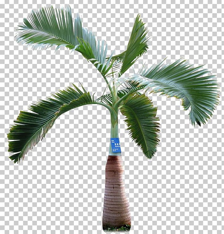 Asian Palmyra Palm Arecaceae Tree PNG, Clipart, Arecaceae, Arecales, Asian Palmyra Palm, Borassus, Borassus Flabellifer Free PNG Download