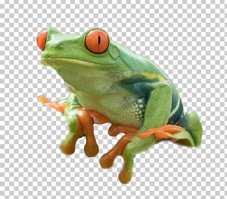 American Bullfrog Red-eyed Tree Frog PNG, Clipart, Agalychnis, American Bullfrog, American Green Tree Frog, Amphibian, Animal Free PNG Download
