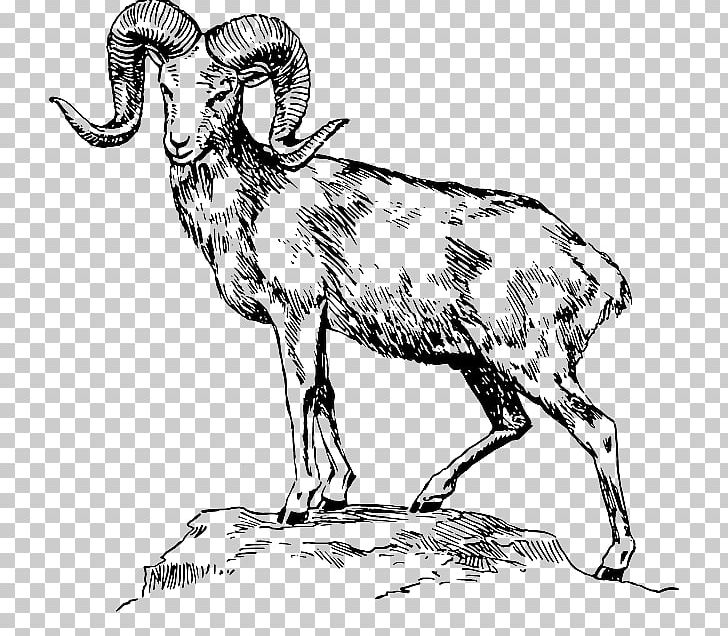 Argali Welsh Mountain Sheep Bighorn Sheep Mountain Goat PNG, Clipart, Alpine Ibex, Animals, Argali, Bighorn River, Bighorn Sheep Free PNG Download