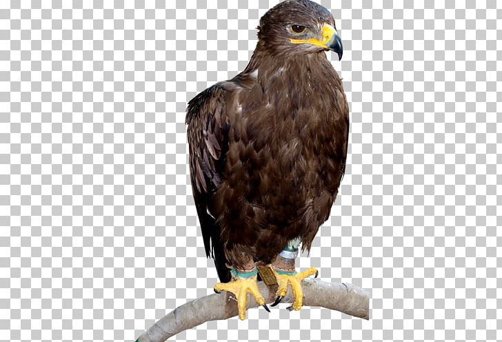 Bald Eagle Hawk Buzzard Beak PNG, Clipart, Accipitriformes, Animals, Bald Eagle, Beak, Bird Free PNG Download
