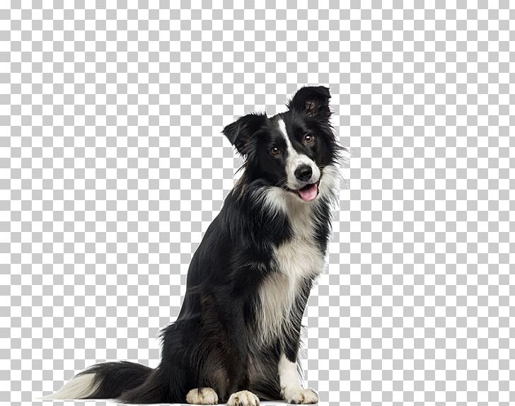 Border Collie English Shepherd Cloud 9 Canine Dog Breed Dog Biscuit PNG, Clipart, Border Collie, Breed, Carnivoran, Companion Dog, Dog Free PNG Download