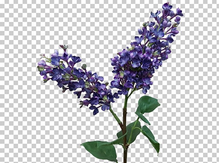 English Lavender Lilac Cut Flowers Common Sage PNG, Clipart, Branch, Common Sage, Cut Flowers, English Lavender, Flower Free PNG Download