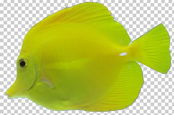 Fish Yellow Gratis PNG, Clipart, Animal, Animals, Aquarium Fish, Aquatic Animal, Aquatic Animals Free PNG Download