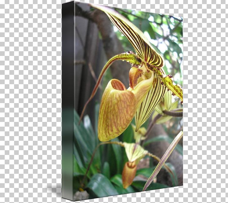 Flowering Plant Plant Stem PNG, Clipart, Flora, Flower, Flowering Plant, Plant, Plant Stem Free PNG Download