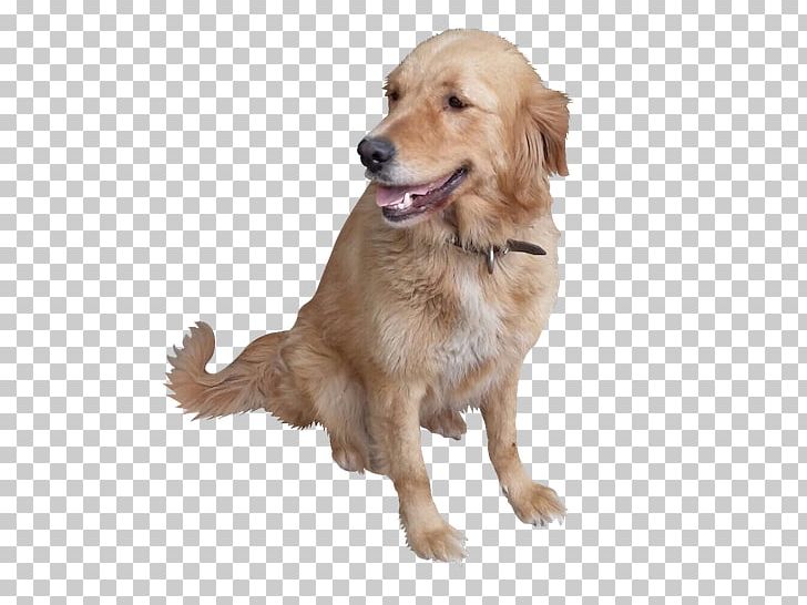 Golden Retriever Dog Breed Companion Dog Puppy PNG, Clipart, Breed, Breed Group Dog, Brother, Carnivoran, Companion Dog Free PNG Download