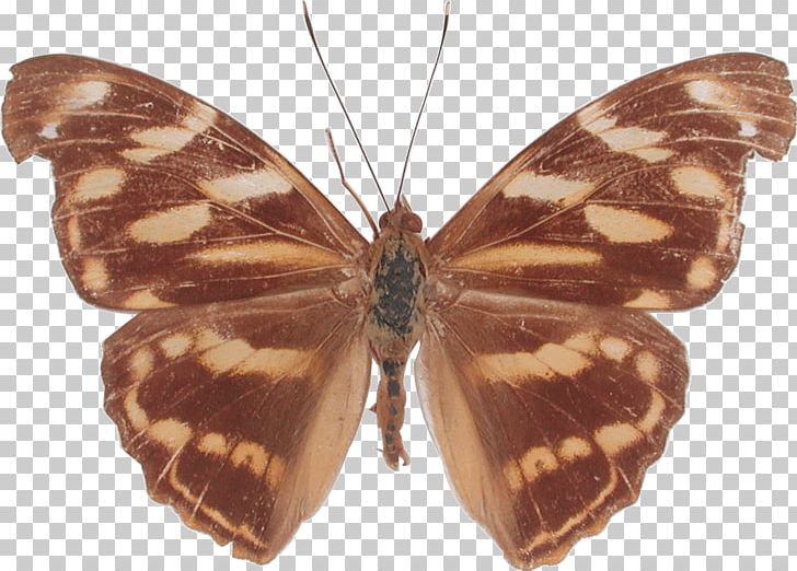 Monarch Butterfly Moth Brush-footed Butterflies Herona PNG, Clipart, Arthropod, Brush Footed Butterfly, Butterfly, Domain, Female Free PNG Download