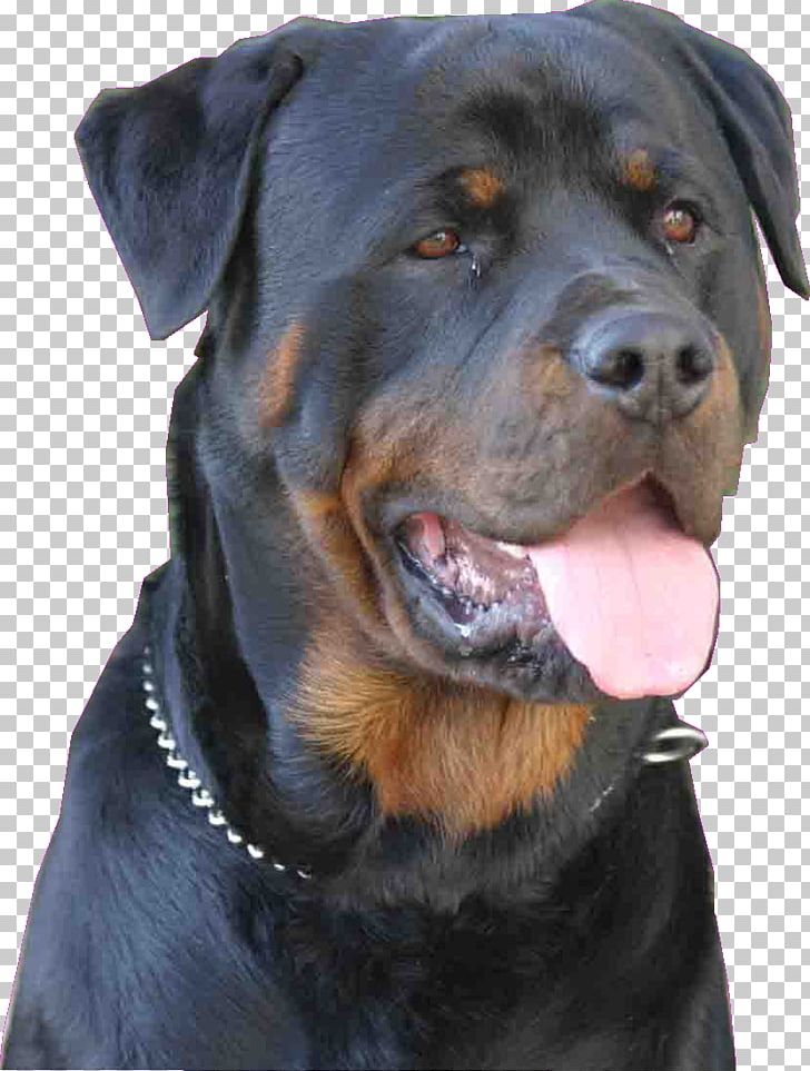 Staffordshire Bull Terrier Rottweiler Hovawart German Shepherd Cat PNG, Clipart, Animal, Animals, Boskapshund, Breed, Canine Professional Free PNG Download