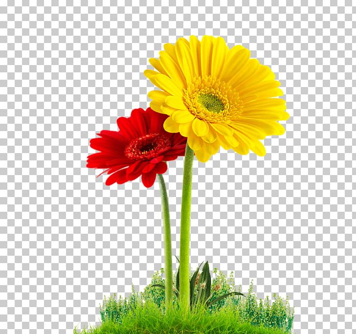 Transvaal Daisy Viveiro Porto Amazonas Cut Flowers Lo Que Dios Quiera PNG, Clipart, Annual Plant, Chrysanths, Cut Flowers, Daisy Family, Definition Free PNG Download