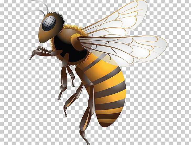 Western Honey Bee Africanized Bee Bee Removal Bee Sting PNG, Clipart, Africanized Bee, Anthidium Florentinum, Arthropod, Bee, Beehive Free PNG Download