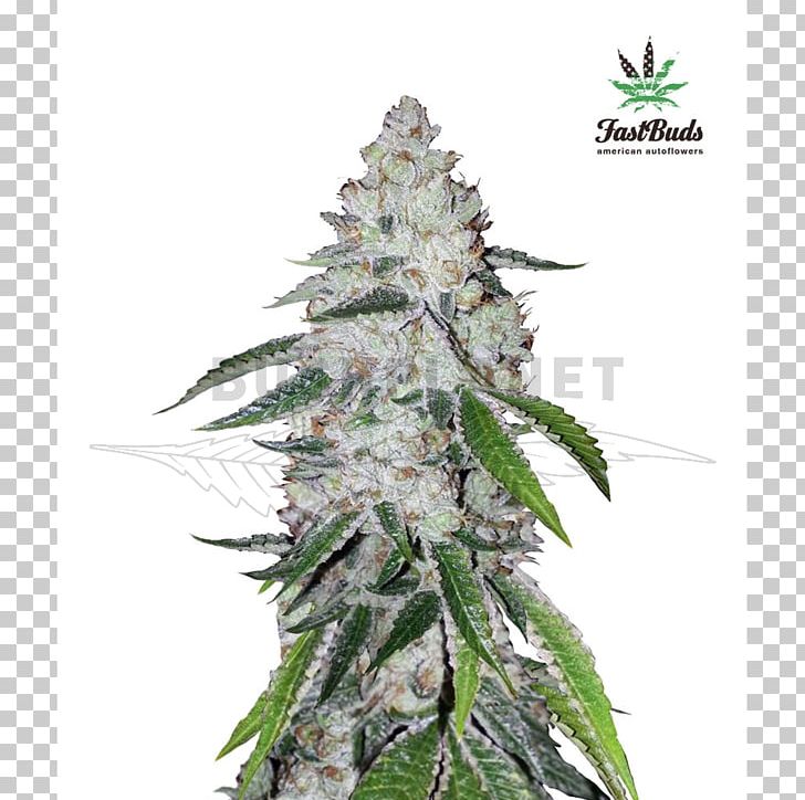 West Coast Of The United States Autoflowering Cannabis Seed Bank PNG, Clipart, Autoflowering Cannabis, Blue Dream, Cannabis, Cannabis Ruderalis, Cannabis Sativa Free PNG Download