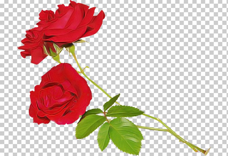 Garden Roses PNG, Clipart, Cut Flowers, Floribunda, Flower, Garden Roses, Petal Free PNG Download