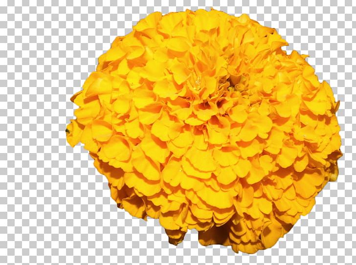 Mexican Marigold Flower Yellow PNG, Clipart, Annual Plant, Calendula, Calendula Arvensis, Calendula Officinalis, Chrysanthemum Free PNG Download