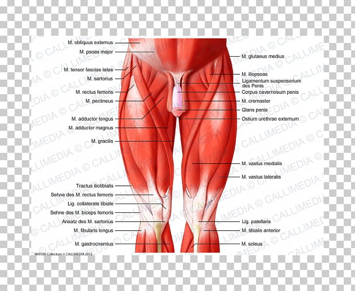 Muscles Of The Hip Knee Muscular System Human Body PNG, Clipart, Abdomen, Arm, Briefs, Calf, Elbow Free PNG Download