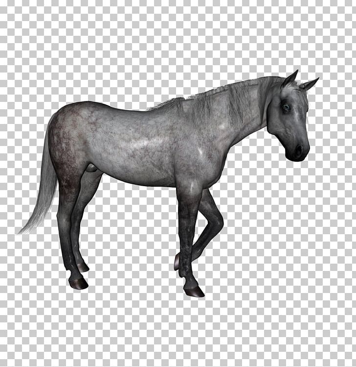 Mustang Pony Stallion Mare PNG, Clipart, Animals, Black And White, Bridle, Halter, Horse Free PNG Download