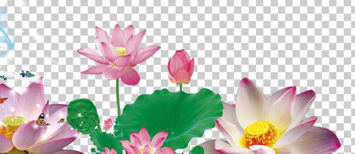 Nelumbo Nucifera Petal Google S Raster Graphics PNG, Clipart, Aquatic Plant, Brilliant Vector, Color Scheme, Computer Wallpaper, Flat Design Free PNG Download