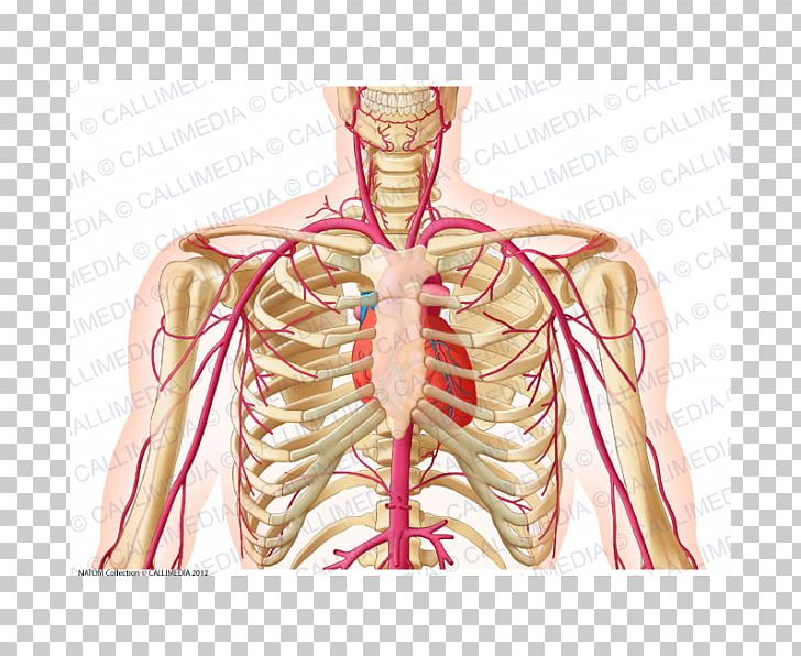 Vein Artery Human Anatomy Thorax PNG, Clipart, Abdomen, Anatomy, Aorta, Arcuate Arteries Of The Kidney, Arm Free PNG Download