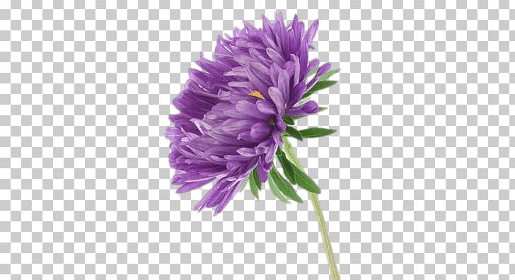 Aster Callistephus Chinensis Birth Flower Water Lily PNG, Clipart, Annual Plant, Aster, Birth Flower, China, Chrysanths Free PNG Download