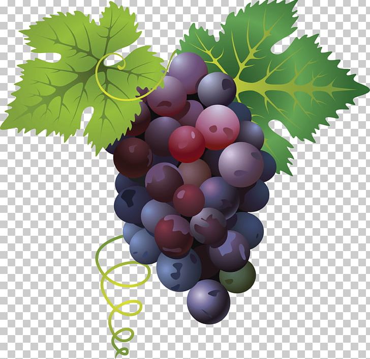 Divertimento Fruit PNG, Clipart, Befit, Better, Common Grape Vine, Delicious, Fitness Free PNG Download