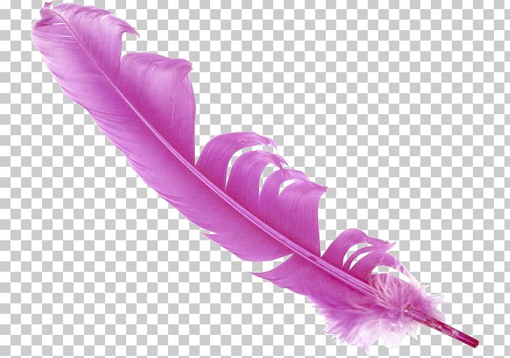 Feather Bird PNG, Clipart, Animals, Bad Moon, Bird, Blog, Computer Icons Free PNG Download