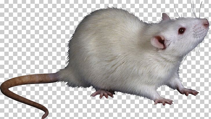 Rat Trap Mouse Rodent Cat PNG, Clipart, Aggressive Pest Control, Animal, Animals, Cat, Dormouse Free PNG Download