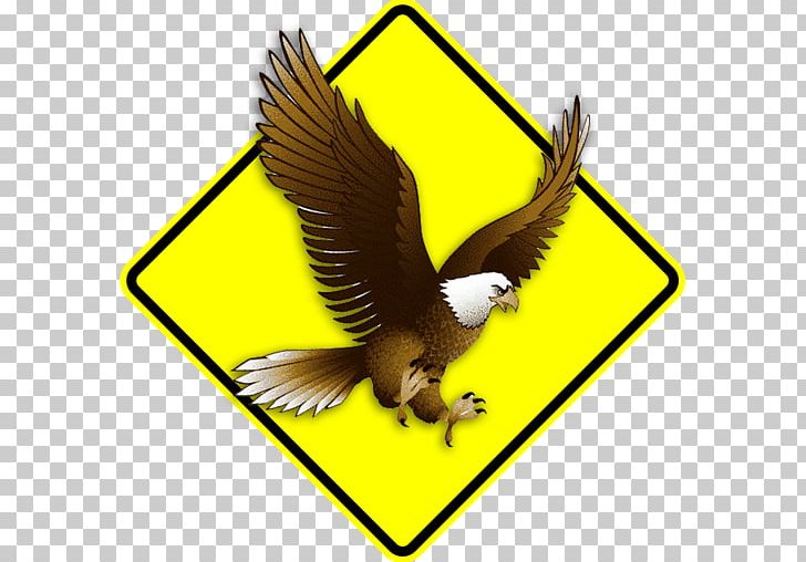 Bald Eagle Open PNG, Clipart, Accipitridae, Art, Bald Eagle, Beak, Bird Free PNG Download