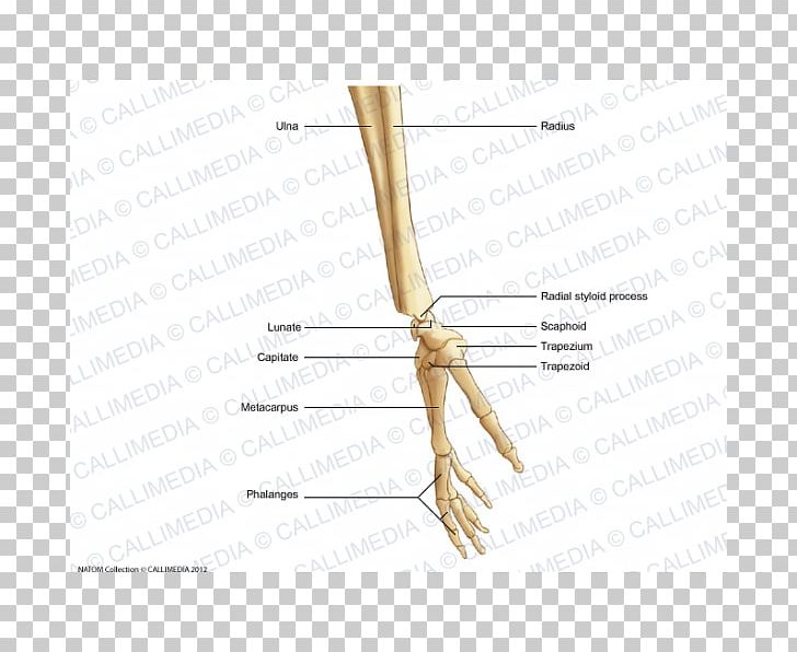 Finger Bone Human Skeleton Hand Forearm PNG, Clipart, Anatomy, Angle, Arm, Bone, Finger Free PNG Download