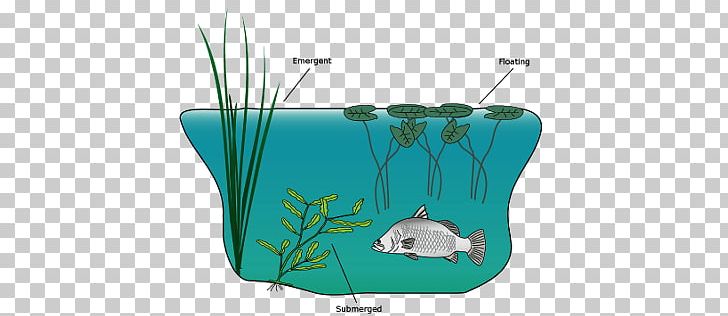 Macrophyte Aquatic Plants Aquatic Animal Water Resources PNG, Clipart, Aqua, Aquatic, Aquatic Plants, Cattail, Common Water Hyacinth Free PNG Download