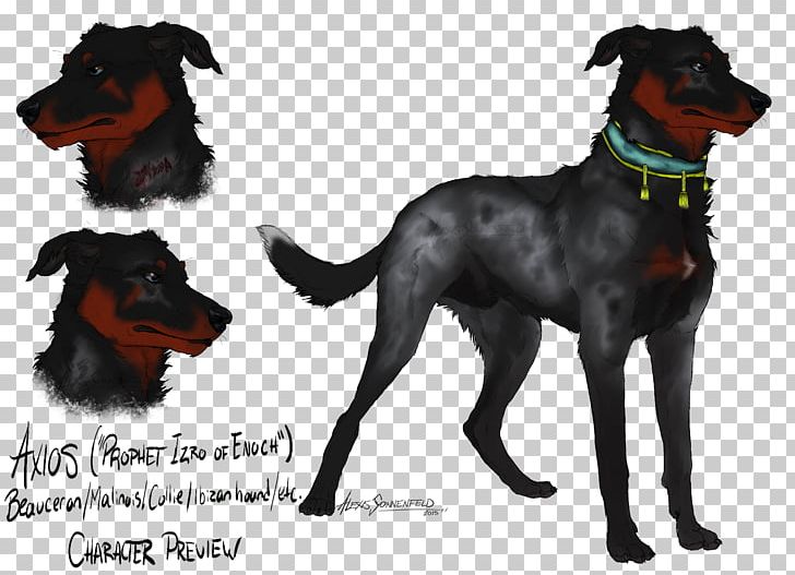 Manchester Terrier Beauceron Dog Breed Razas Nativas Vulnerables PNG, Clipart, Beauceron, Breed, Carnivoran, Dog, Dog Breed Free PNG Download