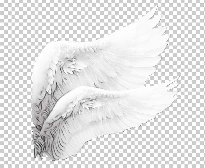 Feather PNG, Clipart, Beak, Bird, Drawing, Feather, Paint Free PNG Download