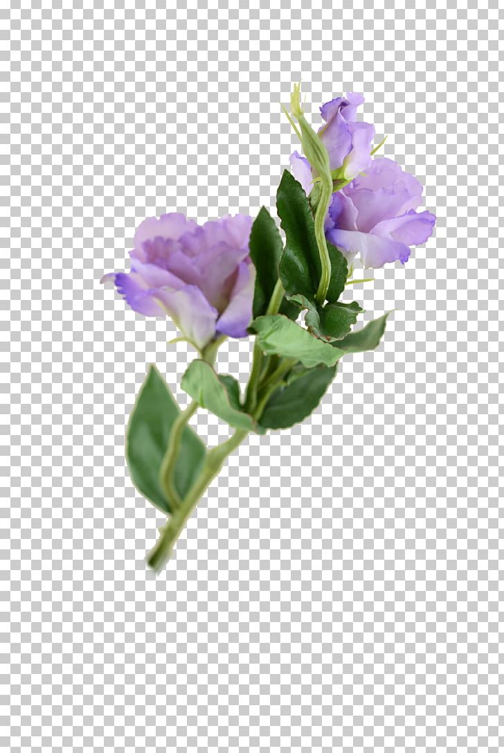 Cut Flowers Prairie Gentian Plant Stem Paper PNG, Clipart, Common Lilac, Cut Flowers, Flower, Flowering Plant, Lilac Free PNG Download