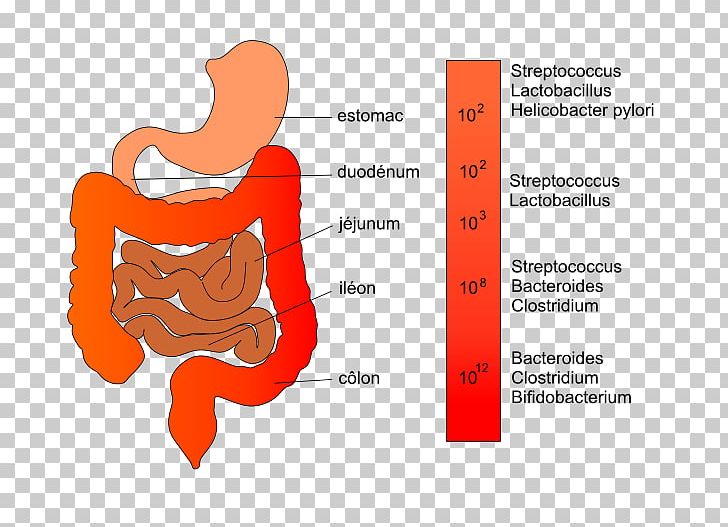 Gut Flora Intestine Lactobacillus Bacteria PNG, Clipart, Bacteria, Brand, Diagram, Digestion, Dysbiosis Free PNG Download
