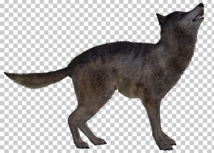 Red Fox Dog Coyote Jackal PNG, Clipart, Animal, Animals, Breed, Carnivoran, Cat Free PNG Download