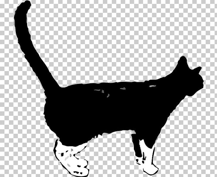 Wildcat Kitten Graphics PNG, Clipart, Animals, Black, Black Cat, Carnivoran, Cat Free PNG Download