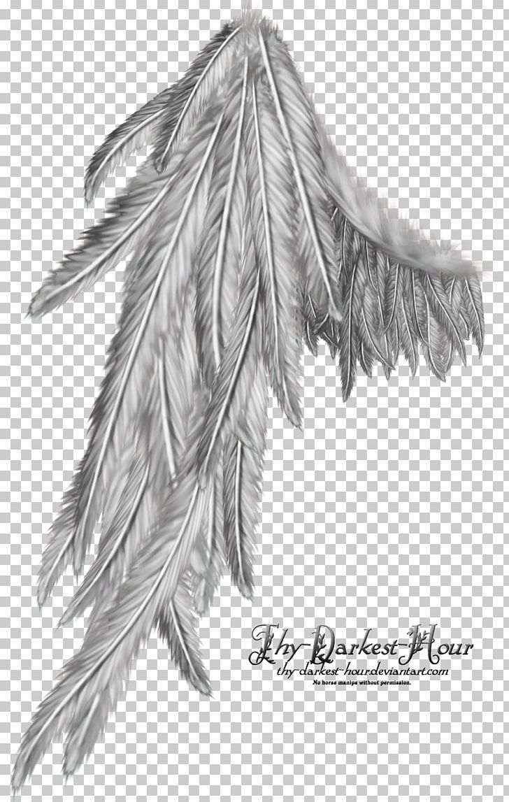 Computer Software Photography PNG, Clipart, Angel Wings, Black And White, Computer Software, Download, Drawing Free PNG Download