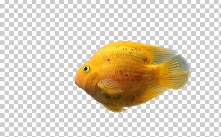 Goldfish Feeder Fish Painting PNG, Clipart, 2017, Advertising, Animals, Bony Fish, Fauna Free PNG Download