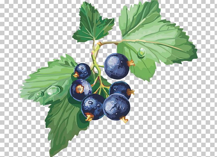 Gooseberry Bilberry Blackcurrant Blueberry Redcurrant PNG, Clipart, Berry, Bilberry, Blackcurrant, Blueberry, Currant Free PNG Download