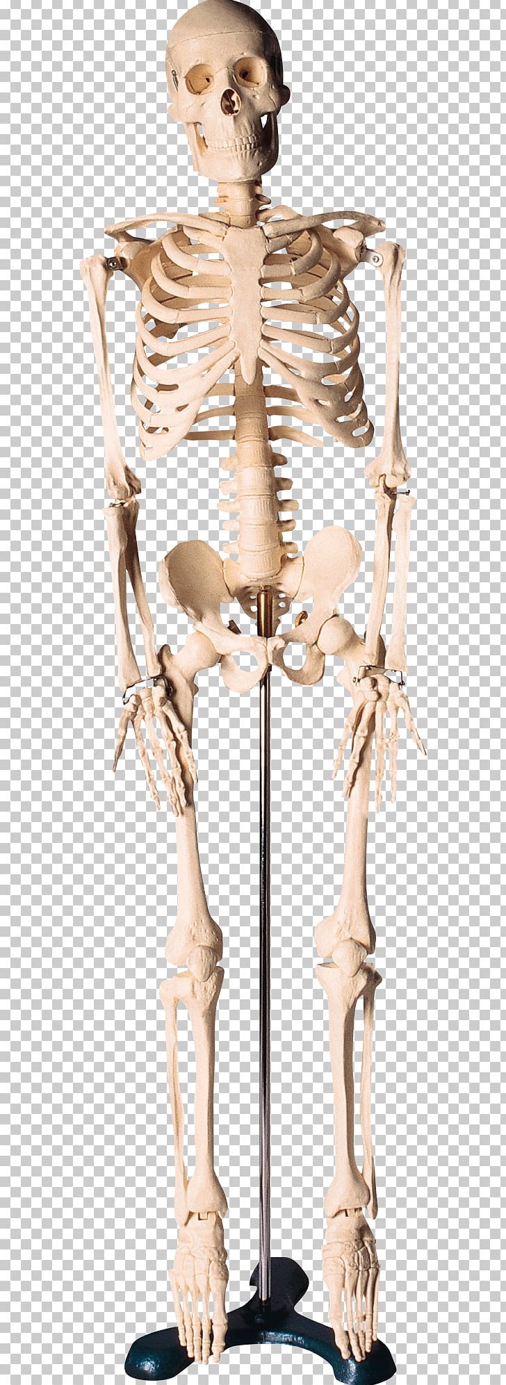 Human Skeleton Bone PNG, Clipart, Bone, Classical Sculpture, Download, Encapsulated Postscript, Fantasy Free PNG Download