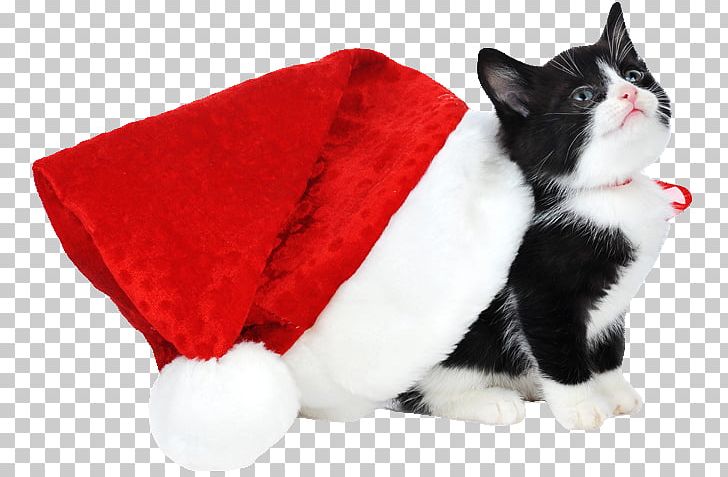 Kitten Siamese Cat Christmas Santa Claus Black Cat PNG, Clipart, Animals, Black Cat, Carnivoran, Cat, Cat Like Mammal Free PNG Download