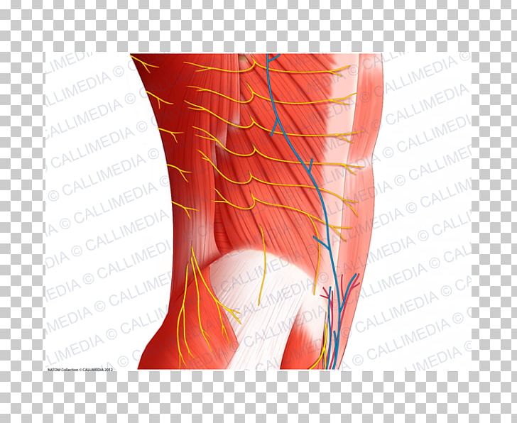 Nerve Blood Vessel Muscle Abdomen Human Anatomy PNG, Clipart, Abdomen, Abdomen Anatomy, Abdominal Aorta, Anatomy, Angle Free PNG Download