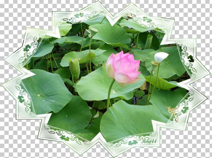 Petal Artificial Flower Leaf Annual Plant PNG, Clipart, Annual Plant, Artificial Flower, Flower, Leaf, Petal Free PNG Download